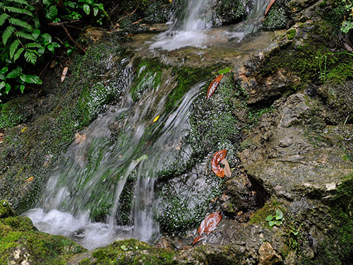 原始次森(sēn)林(lín)