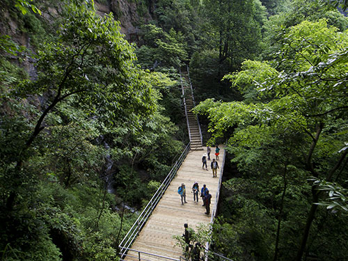 原始次森(sēn)林(lín)