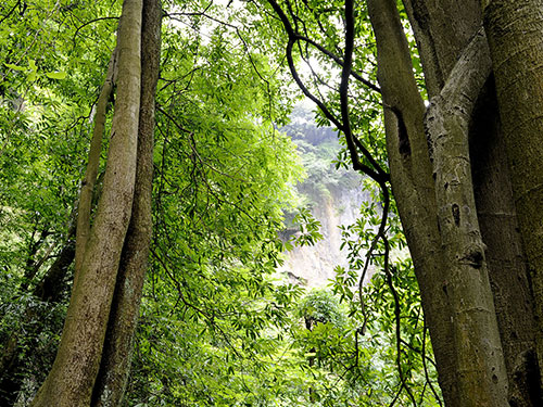 原始次森(sēn)林(lín)