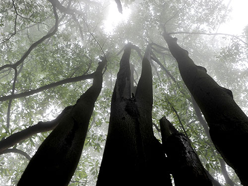 原始次森(sēn)林(lín)