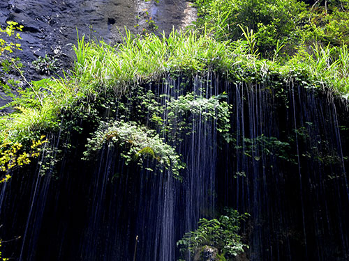 原始次森(sēn)林(lín)
