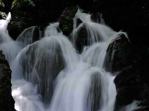 原始次森(sēn)林(lín)