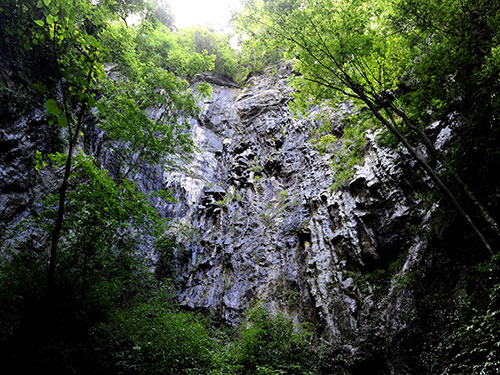 原始次森(sēn)林(lín)